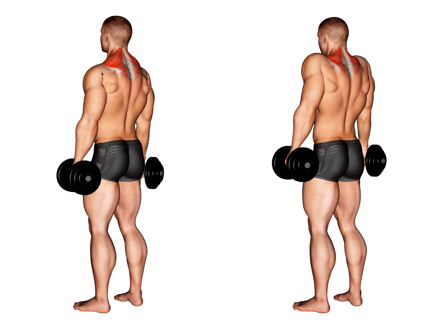 Dumbbell Shrugs Exercise Guide - Form To Do And Benefits